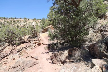 Taşlaşmış orman parkının fotoğrafı Utah