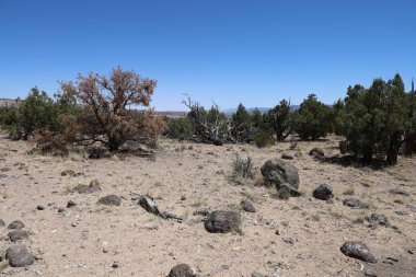 Taşlaşmış orman parkının fotoğrafı Utah