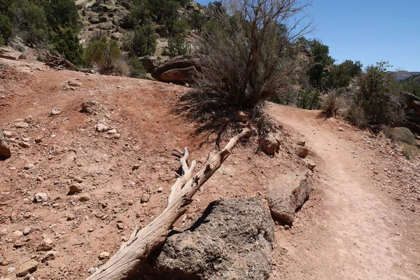 Taşlaşmış orman parkının fotoğrafı Utah