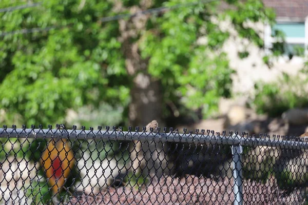 Fotógrafo Aves Una Valla Salt Lake City Utah —  Fotos de Stock