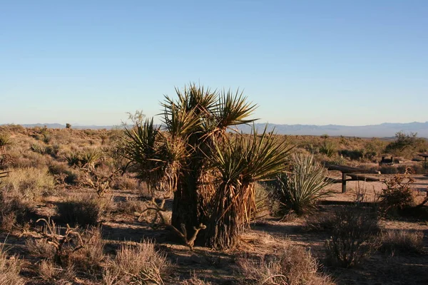 Foto Von Mojava Wüste Kalifornien — Stockfoto