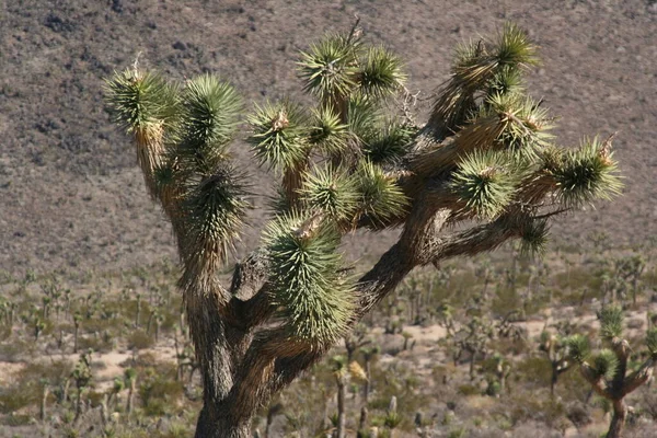 Joshua Δέντρο Εθνικό Πάρκο Καλιφόρνια — Φωτογραφία Αρχείου