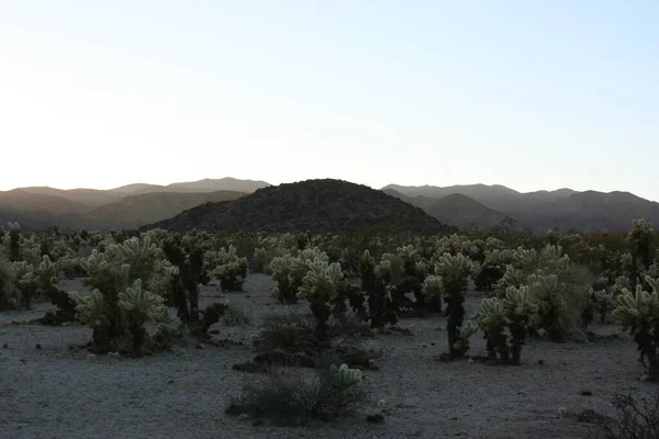 Joshua Boom Nationaal Park Californië — Stockfoto