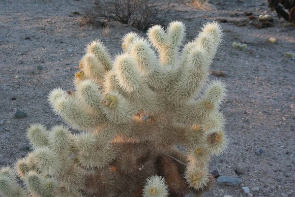 Joshua Arbre Parc National Californie — Photo