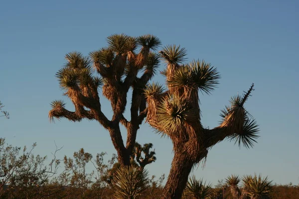 Joshua Tree National Park California — Stock Photo, Image