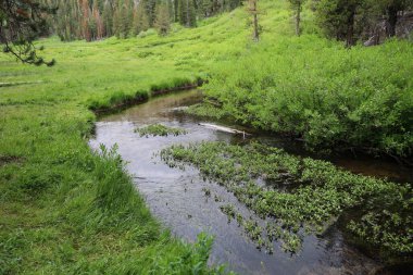 Lassen Ulusal Parkı 'ndaki Cennet Çayırı Kaliforniya