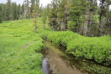 Lassen Ulusal Parkı 'ndaki Cennet Çayırı Kaliforniya