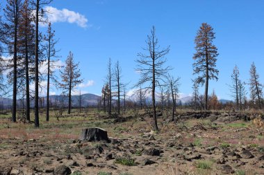 Lassen Ulusal Ormanı 'ndaki yangından sonra yanan ormanın fotoğrafı.