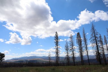 Lassen Ulusal Ormanı 'ndaki yangından sonra yanan ormanın fotoğrafı.