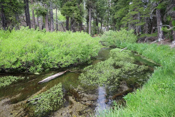 Paradise Meadow Lassen National Park California —  Fotos de Stock