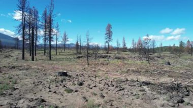 Lassen Ulusal Ormanı 'ndaki yanmış bölge üzerinde uçuyor.