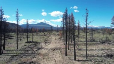 Flying over burnt area in Lassen national forest California