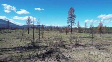 Flying over burnt area in Lassen national forest California