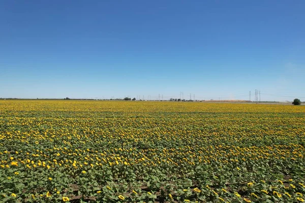 Photo Sunflower Field Calfornia — Foto de Stock