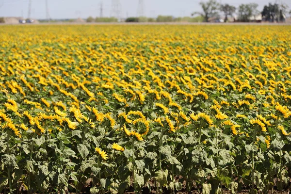 Photo Sunflower Field Calfornia — Foto de Stock