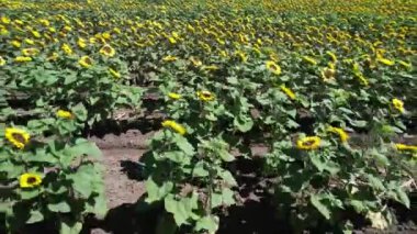 Flying over sunflower fields California