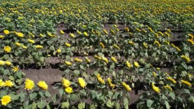 Flying over sunflower fields California