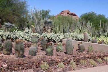 Phoenix, Arizona: 8-20-2022 Phoenix Botanik Bahçeleri 'nde çöl bitkisi
