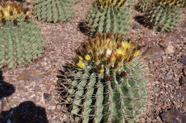 Phoenix, Arizona: 8-20-2022 Phoenix Botanik Bahçeleri 'nde çöl bitkisi