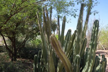 Phoenix, Arizona: 8-20-2022 Phoenix Botanik Bahçeleri 'nde çöl bitkisi