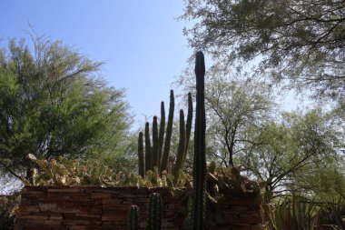 Phoenix, Arizona: 8-20-2022 Phoenix Botanik Bahçeleri 'nde çöl bitkisi