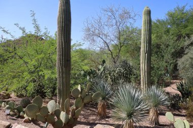 Phoenix, Arizona: 8-20-2022 Phoenix Botanik Bahçeleri 'nde çöl bitkisi