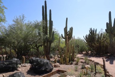 Phoenix, Arizona: 8-20-2022 Phoenix Botanik Bahçeleri 'nde çöl bitkisi