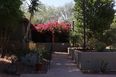 Phoenix, Arizona: 8-20-2022 Phoenix Botanik Bahçeleri 'nde çöl bitkisi