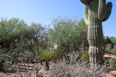 Phoenix, Arizona: 8-20-2022 Phoenix Botanik Bahçeleri 'nde çöl bitkisi
