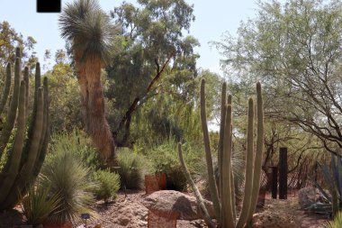 Phoenix, Arizona: 8-20-2022 Phoenix Botanik Bahçeleri 'nde çöl bitkisi