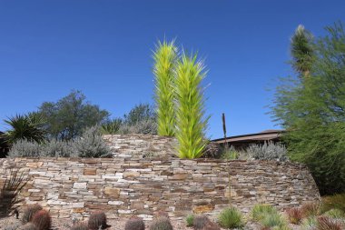 Phoenix, Arizona: 8-20-2022 Phoenix Botanik Bahçeleri 'nde çöl bitkisi