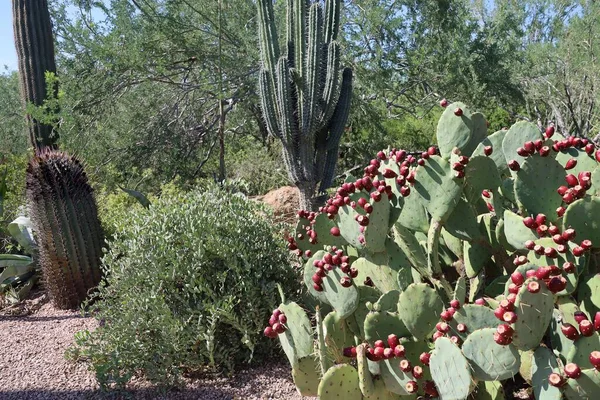 Phoenix Arizona 2022 Desert Vegetation Phoenix Botanical Gardens Arizona — 图库照片