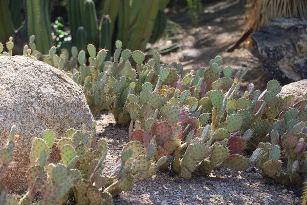 Phoenix Arizona 2022 Woestijnvegetatie Phoenix Botanische Tuinen Arizona — Stockfoto