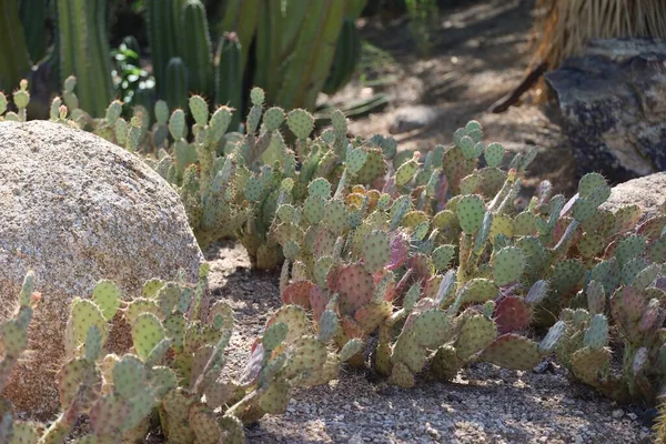 Phoenix Arizona 2022 Пустельна Рослинність Сайті Phoenix Botanical Gardens — стокове фото