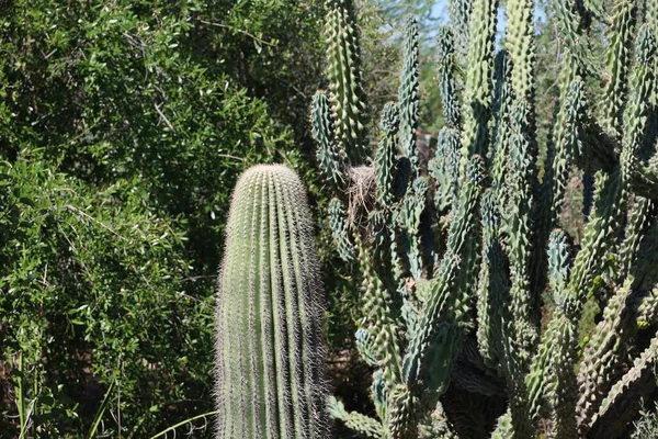 Phoenix Arizona 2022 Пустельна Рослинність Сайті Phoenix Botanical Gardens — стокове фото