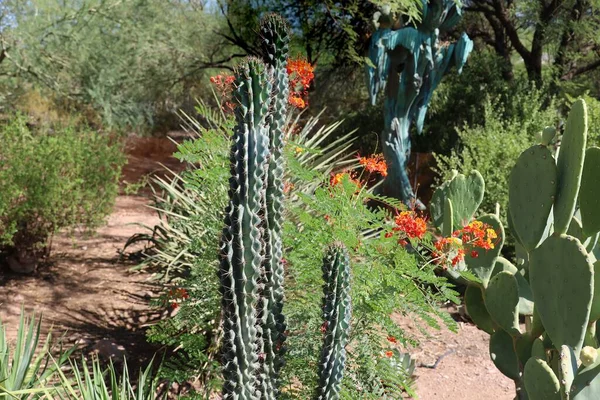 Phoenix Arizona 2022 Пустельна Рослинність Сайті Phoenix Botanical Gardens — стокове фото