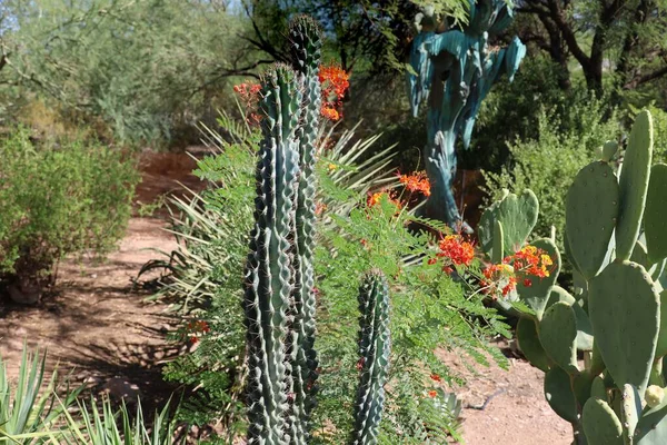 Phoenix Arizona 2022 Desert Vegetation Phoenix Botanical Gardens Arizona — 图库照片