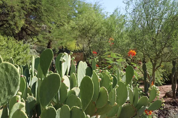 Phoenix Arizona 2022 Tanaman Gurun Phoenix Botanical Gardens Arizona — Stok Foto