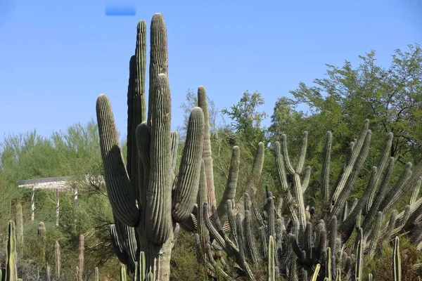 Phoenix Arizona 2022 Pustynna Roślinność Ogrodach Botanicznych Phoenix Arizona — Zdjęcie stockowe