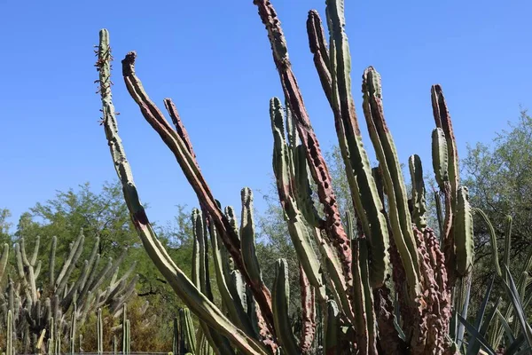 Phoenix Arizona 2022 Wüstenvegetation Phoenix Botanischen Garten Arizona — Stockfoto