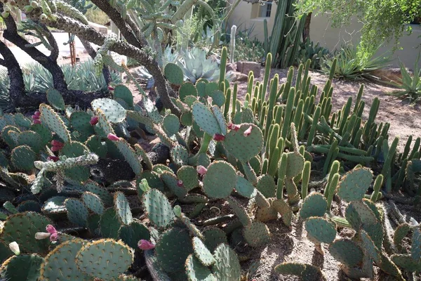 Phoenix Arizona 2022 Vegetação Deserto Phoenix Jardins Botânicos Arizona — Fotografia de Stock