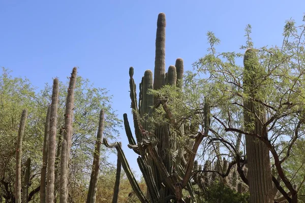 Phoenix Arizona 2022 Ερημική Βλάστηση Στους Βοτανικούς Κήπους Phoenix Αριζόνα — Φωτογραφία Αρχείου