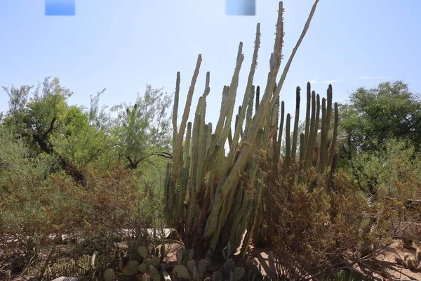 Phoenix Arizona 2022 Desert Vegetation Phoenix Botanical Gardens Arizona — Stock Photo, Image