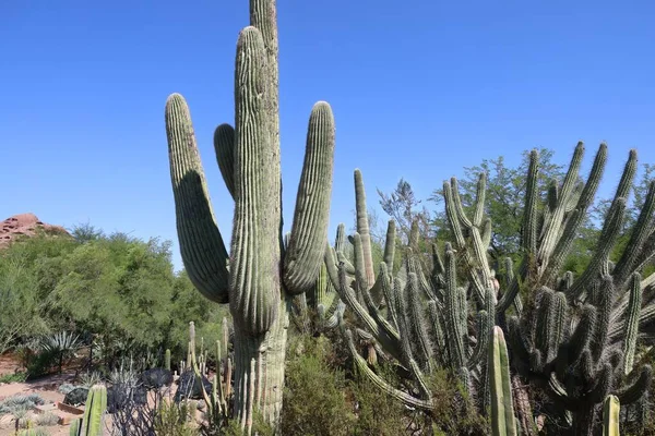 Phoenix Arizona 2022 Pustynna Roślinność Ogrodach Botanicznych Phoenix Arizona — Zdjęcie stockowe