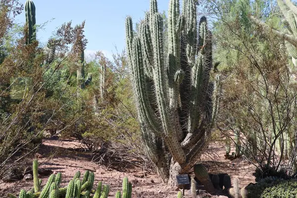 Финикс Аризона 2022 Пустыня Ботаническом Саду Финикса Аризона — стоковое фото