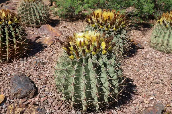 Phoenix Arizona 2022 Vegetação Deserto Phoenix Jardins Botânicos Arizona — Fotografia de Stock