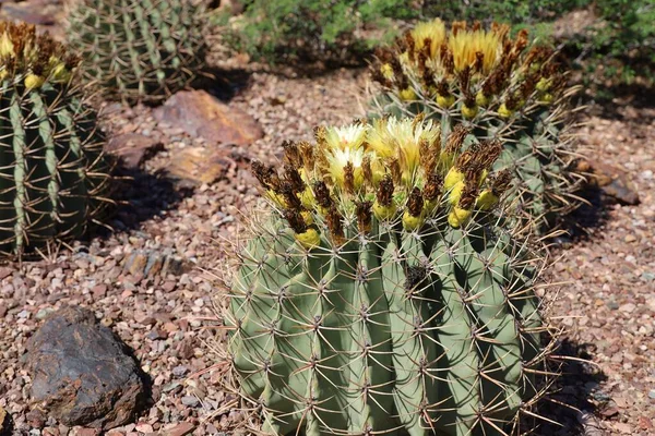 Phoenix Arizona 2022 Desert Vegetation Phoenix Botanical Gardens Arizona — 图库照片