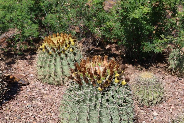 Phoenix Arizona 2022 Пустельна Рослинність Сайті Phoenix Botanical Gardens — стокове фото