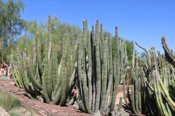 Phoenix Arizona 2022 Пустельна Рослинність Сайті Phoenix Botanical Gardens — стокове фото