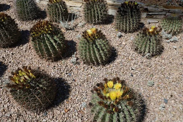 Phoenix Arizona 2022 Pustynna Roślinność Ogrodach Botanicznych Phoenix Arizona — Zdjęcie stockowe